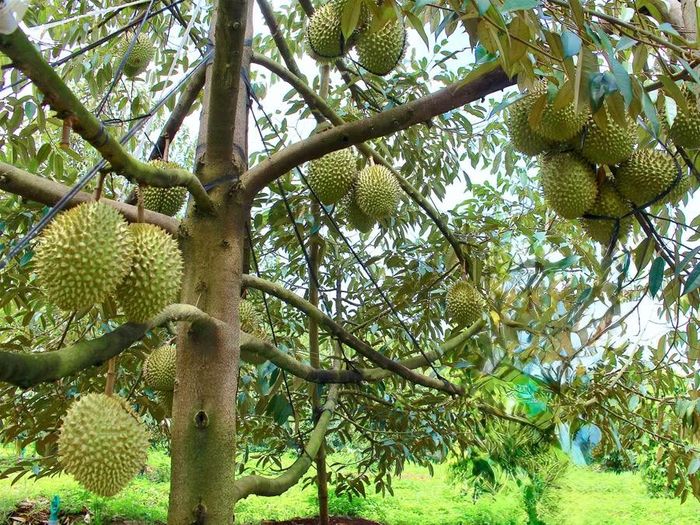  Sầu riêng tiếp tục đóng vai trò quan trọng trong đà tăng trưởng của ngành rau quả. Ảnh: Mộc Trà 
