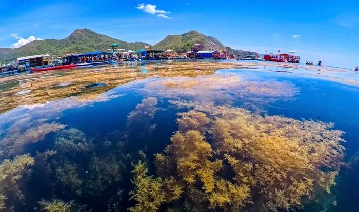 Mùa rong mơ phủ vàng vùng biển Nhơn Hải, tạo nên bức tranh đầy màu sắc của thiên nhiên. Ảnh: Nguyễn Dũng