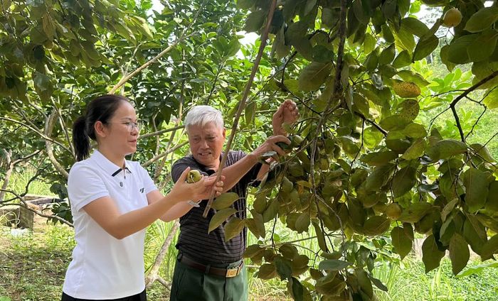 Ông Phạm Văn Long, thôn Bảo Hà đã có gần 50 năm trồng hồng không hạt ở xã Bảo Hà.