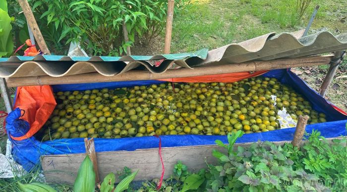 Những quả hồng không hạt được ngâm nước, bảo quản cẩn thận ở nơi thoáng mát, trong 3 ngày 3 đêm trước khi tới tay người tiêu dùng.