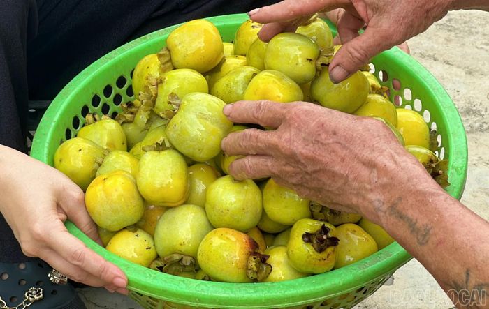 Hồng cần được hái khi còn ương và ngâm với nước lã trong 3 ngày 3 đêm để hết vị chát và giòn ngọt.