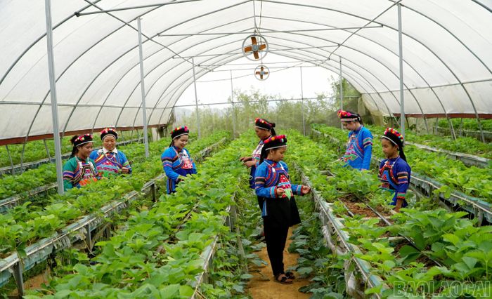 Những chính sách mang hơi thở cuộc sống cùng sự đồng lòng của cộng đồng đang góp phần xây dựng Lào Cai đậm đà bản sắc, giàu có và hạnh phúc.
