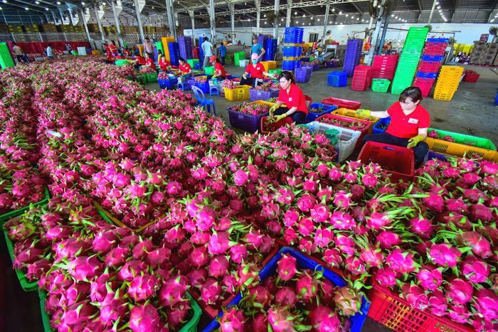 Thanh long cũng được định hướng chế biến sâu, tạo ra sản phẩm có giá trị gia tăng cao nhằm tận dụng nguồn nguyên liệu chất lượng của tỉnh