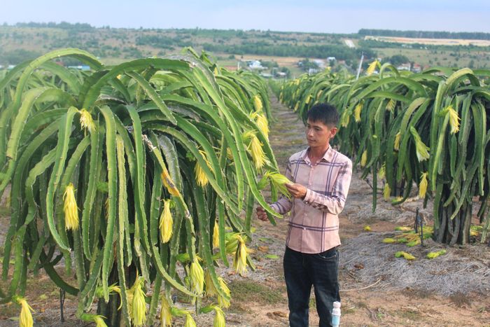 Anh Ngô Văn Ngưỡng - thành viên HTX Thanh long hữu cơ Trung Bình chăm sóc thanh long vỏ vàng ruột trắng