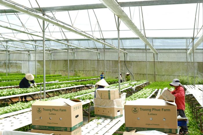 Doanh nghiệp Lâm Đồng đóng gói xuất khẩu rau xà lách sang thị trường Hàn Quốc