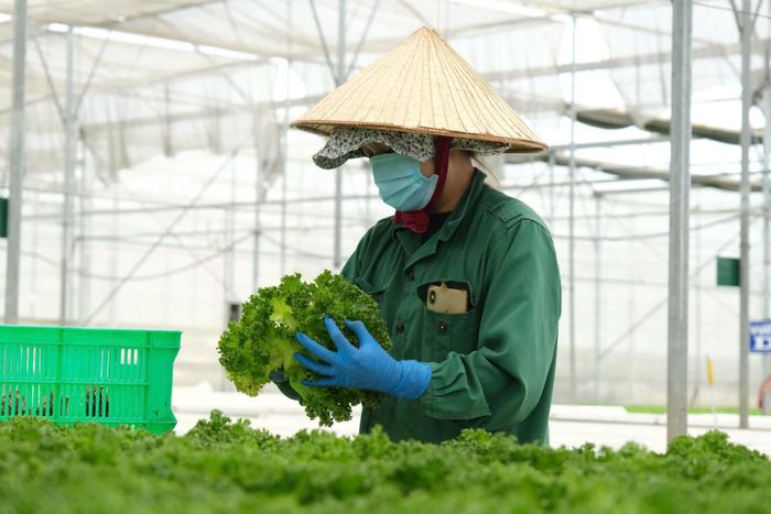 Lâm Đồng hướng tới hình thành đội ngũ chuyên gia giỏi trong chế biến sâu nông sản