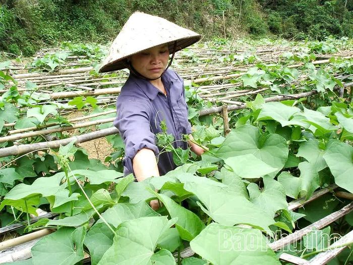 Ứng dụng quy trình sản xuất theo hướng hữu cơ giúp HTX V-Organic nâng cao chất lượng, giá trị và sức cạnh tranh của nông sản.