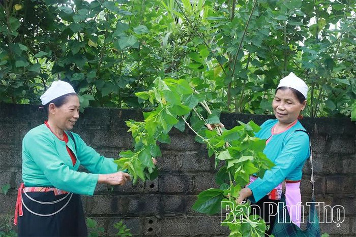 Chưa xây dựng vùng nguyên liệu tập trung, các gia đình ở thôn Đoàn Kết trồng dâu tằm trên đồng bãi, vườn nhà.