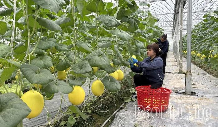 Nhờ đẩy mạnh ứng dụng khoa học, kỹ thuật, HTX Nông sản Tam Dương đã nâng cao năng suất và chất lượng nông sản đạt chuẩn OCOP 3 sao.