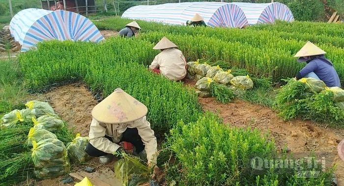 Vườn ươm giống tràm năm gân và tràm trà của Hợp tác xã Sản xuất tinh dầu Như Oanh - Ảnh: M.L