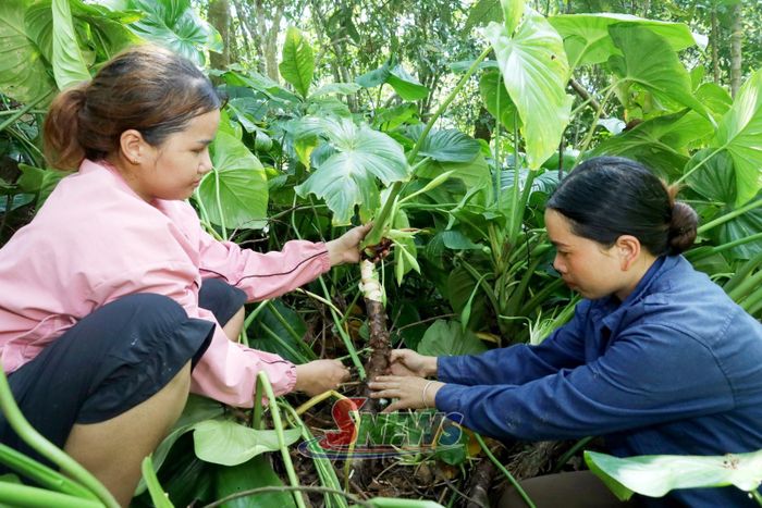 Nhân dân bản Pạ Lò, xã Mường Chiên chăm sóc cây thiên niên kiện.