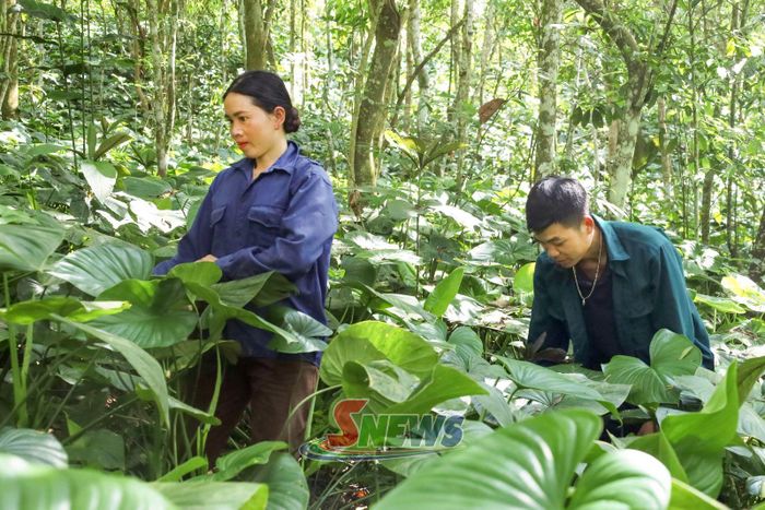 Nhân dân xã Mường Chiên chăm sóc cây dược liệu dưới tán rừng.