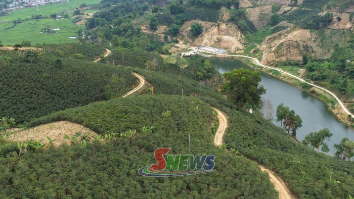 Vùng trồng cây cà phê tại xã Thuận Châu.