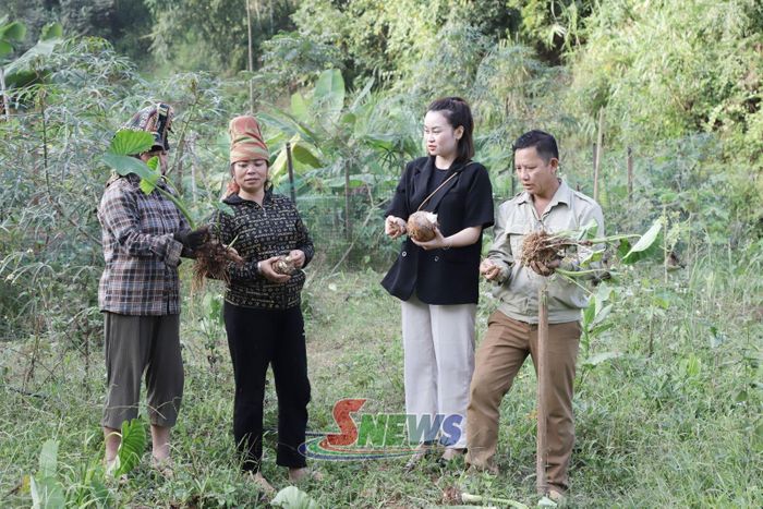 Cán bộ Phòng Kinh tế, xã Thuận Châu trao đổi kỹ thuật trồng khoai sọ Cụ Cang.