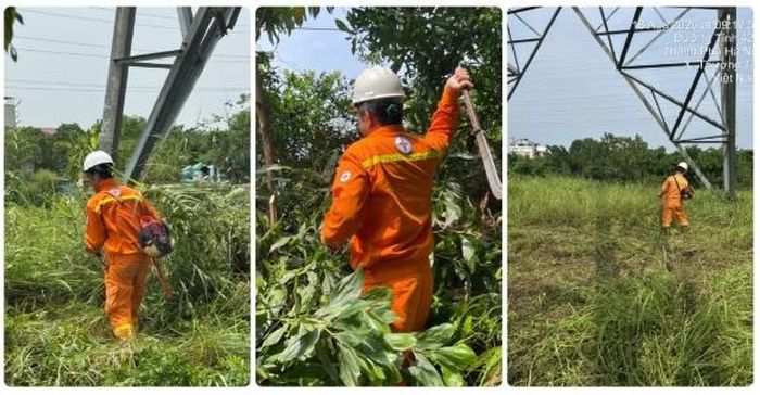 Các Tổ quản lý vận hành đường dây phát dọn hàng lang tuyến đường dây đảm bảo an toàn