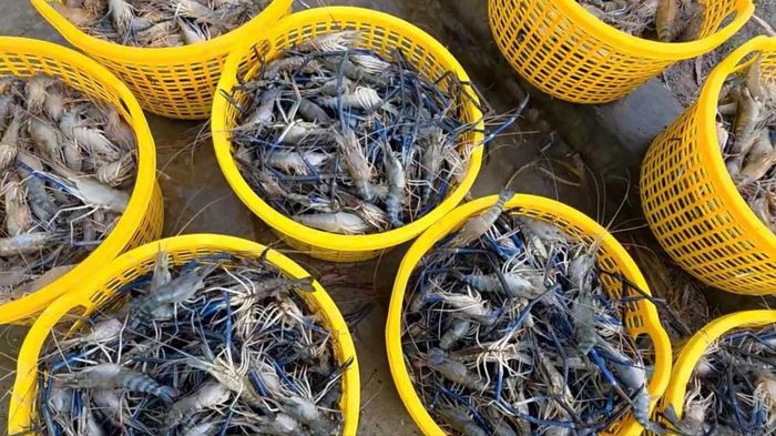 Vùng sản xuất kết hợp tôm - lúa chiếm tỷ trọng lớn và mang liệu hiệu quả kinh tế cho người dân Vĩnh Thuận. (Ảnh: Trung tâm DVTH xã Vĩnh Thuận)