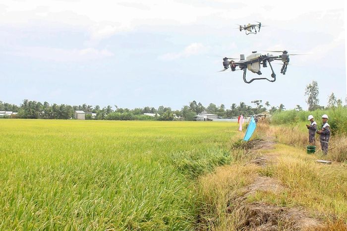 UAV được HTX Khiết Tâm đưa vào sản xuất, giúp giảm thời gian và công lao động trên đồng ruộng.
