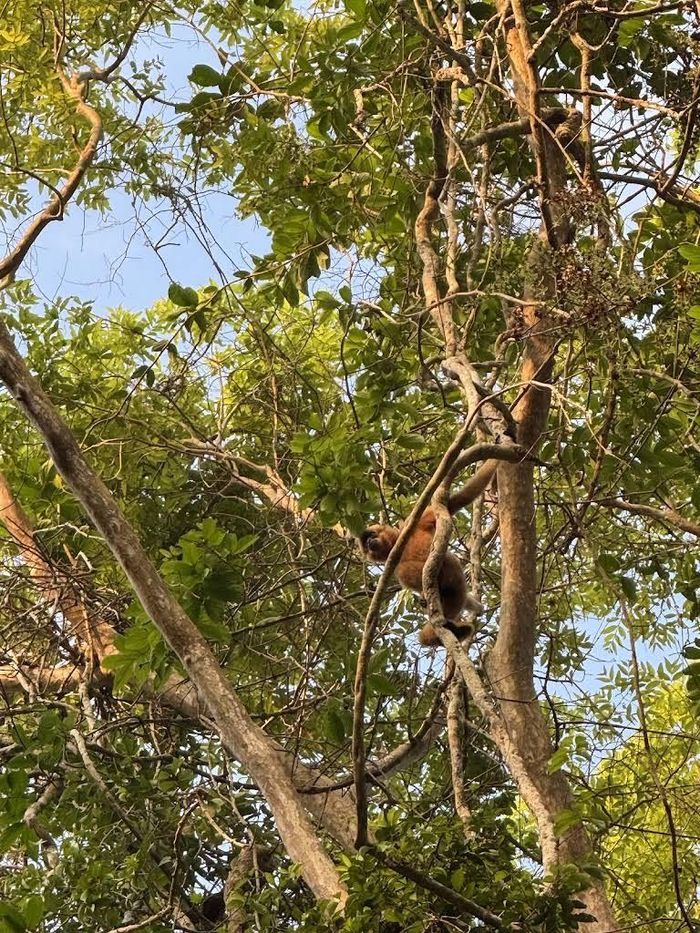 Hệ động vật hoang dã phong phú là một trong những giá trị nổi bật làm nên sức sống và tính đa dạng sinh học của Vườn quốc gia Cát Tiên. Ảnh: Tường Quang