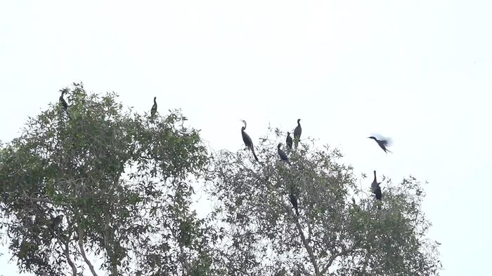 Bảo vệ các loài chim hoang dã, chim di cư là trách nhiệm của cả cộng đồng xã hội.
