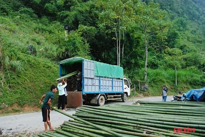 Người dân xã Ca Thành phát huy lợi thế cây trúc sào, từng bước nâng cao thu nhập và cải thiện đời sống.