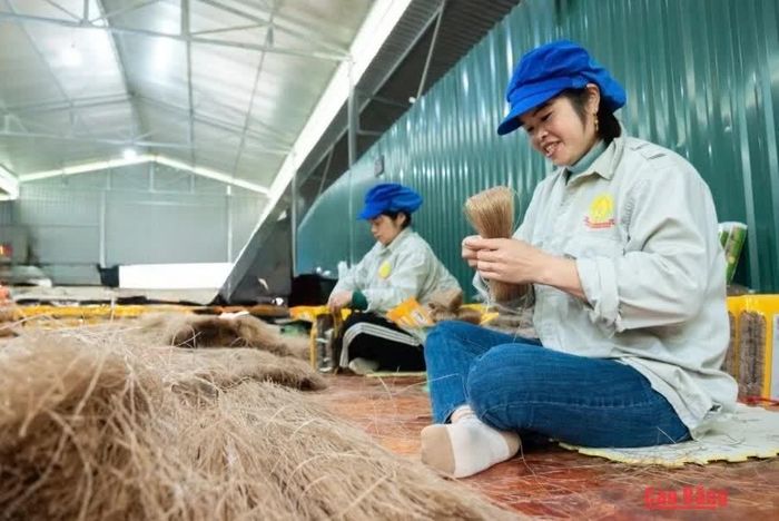 Hợp tác xã Tân Việt Á từng bước đổi mới quy trình sản xuất, nâng cao chất lượng miến dong, mở rộng thị trường tiêu thụ.