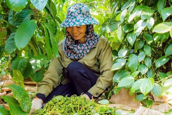 Nông sản như hồ tiêu, điều... là một trong những tài sản được giao dịch tại thị trường tài sản mã hóa. (Ảnh minh họa)