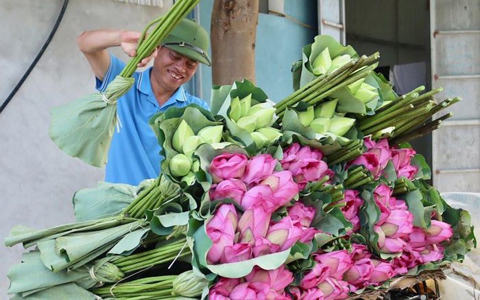 Việc phát triển cây sen cần gắn với lợi thế từng địa phương, lựa chọn giống phù hợp, tổ chức sản xuất theo vùng và đặc biệt chú trọng khâu tiêu thụ. Ảnh: PV
