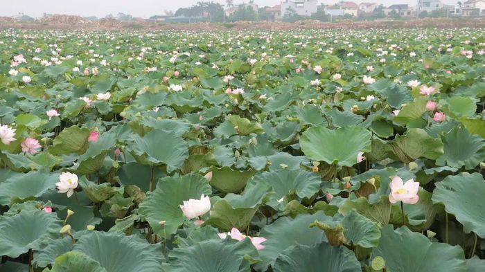 Mô hình trồng sen ở xã Ứng Hòa cho giá trị kinh tế cao. Ảnh: PV