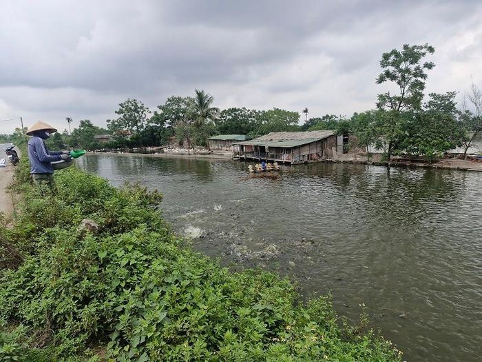 Chủ động triển khai các phương án đảm bảo an toàn ao nuôi giúp bảo vệ thành quả nuôi trồng thủy sản trong mùa mưa bão. Ảnh: PV