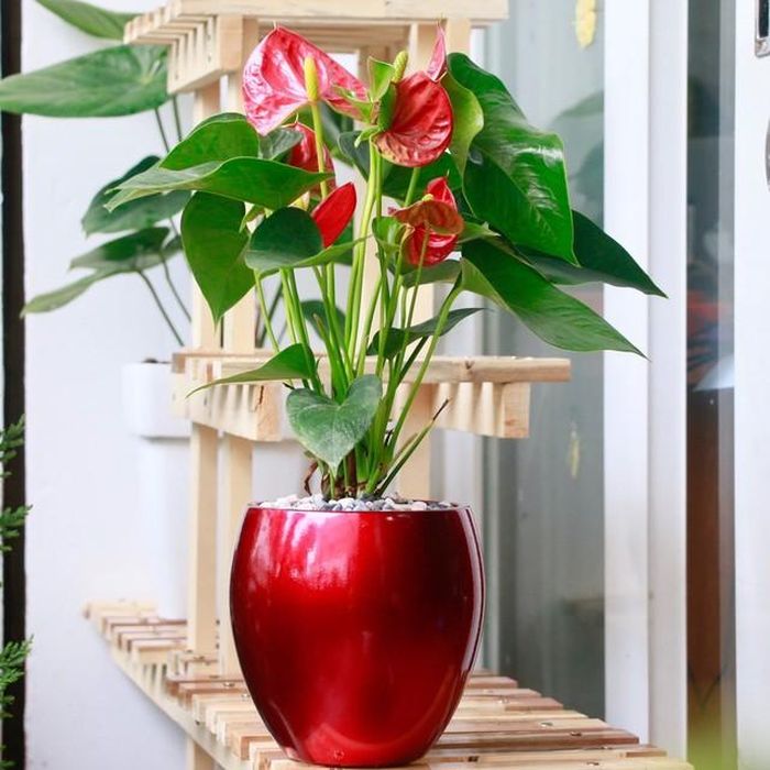 Người mệnh Hỏa nên chọn cây có màu đỏ, hồng, tím, cam - màu bản mệnh và màu xanh lá - màu tương sinh. Hồng môn, vạn lộc, kim ngân, ngũ gia bì, sen đá... là những cây cảnh hợp phong thủy với mệnh Hỏa.