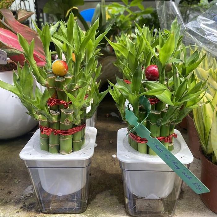 Việc chọn cây cảnh hợp phong thủy với người mệnh Thủy được cho là giúp cân bằng cảm xúc, củng cố sự tự tin mà còn mang đến nhiều may mắn trong công việc và cuộc sống.
