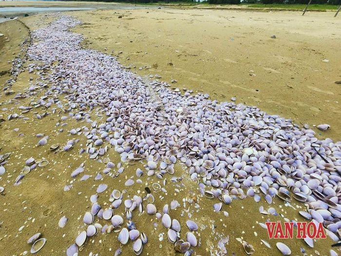 Hiện tượng xác ngao tím chết, trôi dạt vào bờ biển xuất hiện rải rác hơn 2 tuần nay
