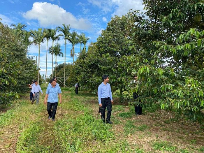 Tour trải nghiệm sầu riêng tại vườn khám phá vườn cây và thưởng thức sản phẩm thu hút du khách