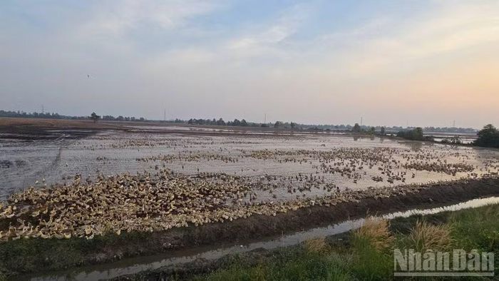Nhiều nơi thu hoạch lúa xong, người dân thả vịt vào đồng. (Ảnh: THANH DŨNG)