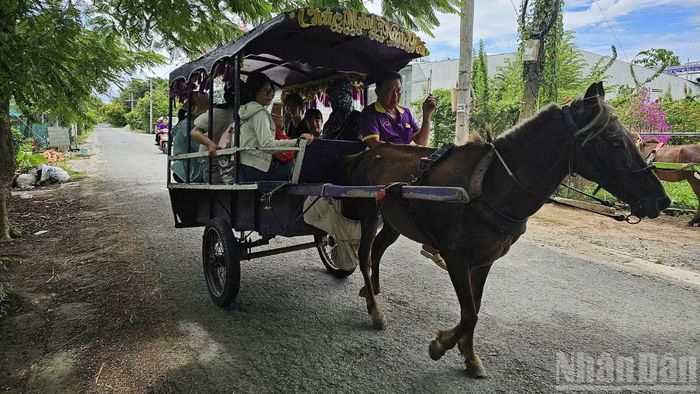 Tham quan bằng xe ngựa là một trong những loại hình du lịch đặc trưng tại cù lao Thới Sơn.