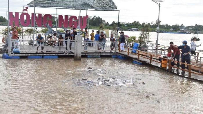 Cá tự nhiên ở phường Hồng Ngự (tỉnh Đồng Tháp) được rất nhiều người dân, du khách đến tham quan.