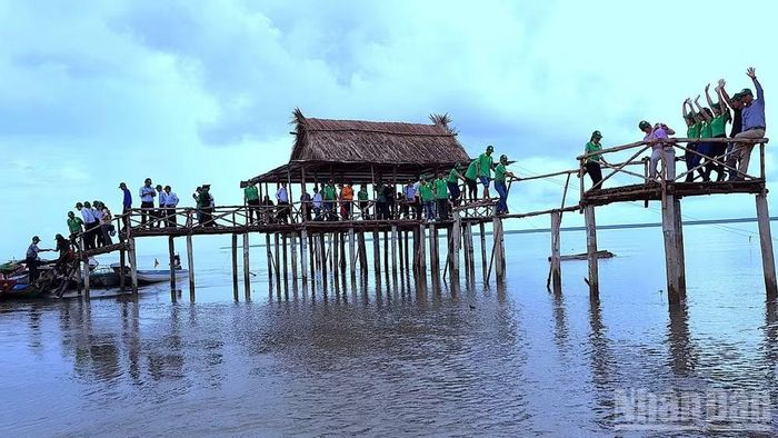 Khách tham quan trải nghiệm du lịch xuyên rừng Vườn Quốc gia Mũi Cà Mau. (Ảnh: HỮU TÙNG)