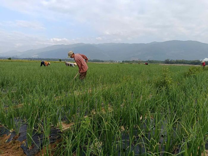 Cây hành tím trồng trên các bãi cát bồi ven sông thích nghi với thổ nhưỡng, thời tiết, sinh trưởng tốt.