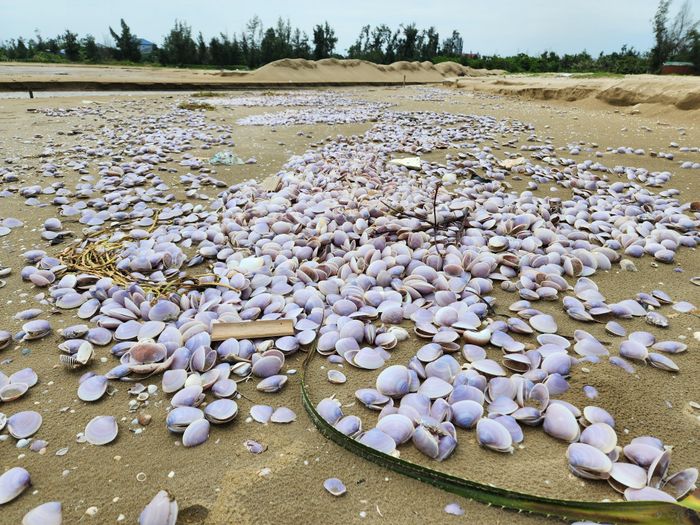  Nhiều điểm, vỏ nghêu bốc mùi hôi tanh khó chịu 