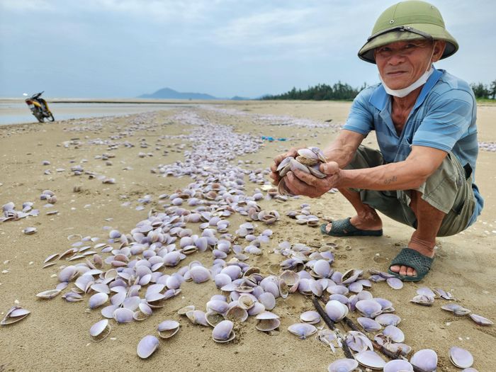  Người dân mong sớm làm rõ nguyên nhân vỏ nghêu tím tấp vào bờ 