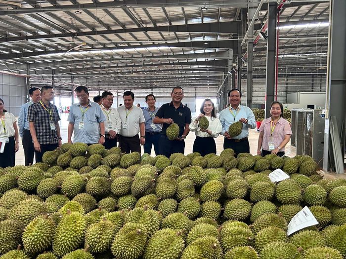 Xuất khẩu trái cây có kim ngạch tăng mạnh trong 8 tháng năm 2026. Ảnh: VĂN GIANG