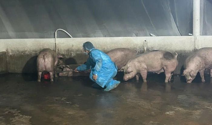 Cơ quan chức năng lấy mẫu kiểm định heo nhiễm chất cấm trong chăn nuôi tại TP Đồng Nai