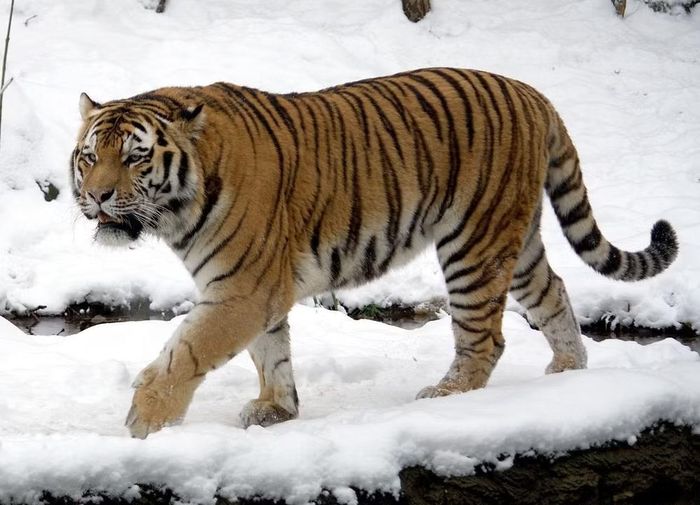 Hổ Siberia. Ảnh: CC/WIKI 