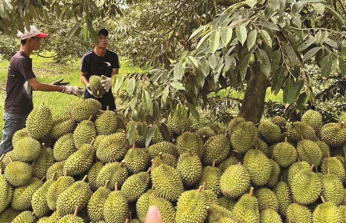 Việt Nam hiện có khoảng 1.599 mã vùng trồng sầu riêng. Ảnh minh họa.
