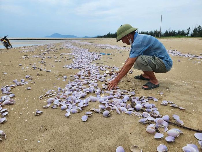 Hàng tấn ngao tím chết dạt vào bờ, sau phân hủy chỉ còn trơ lại lớp vỏ.