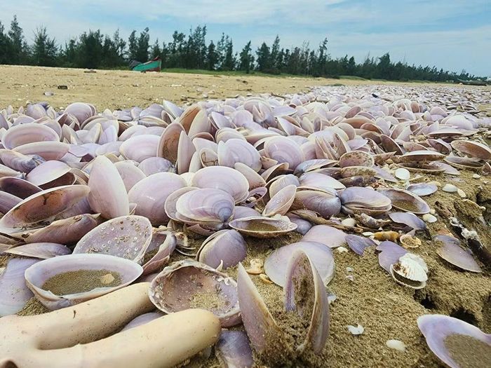 "Người dân địa phương chưa thể xác định nguyên nhân số ngao tím dạt vào bờ. Chúng tôi mong cơ quan chức năng sớm kiểm tra, làm rõ nguyên nhân và thu gom số ngao này để tránh ảnh hưởng môi trường, mỹ quan", ông Tuấn nói.