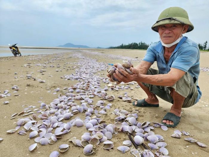 Theo chính quyền xã Yên Hòa, số ngao tím chết và vỏ ngao dạt vào bờ ước tính khoảng 2 tấn. Số ngao này được sóng biển cuốn từ ngoài khơi vào bờ khoảng 5 ngày trước. Khu vực ngao dạt cách khu dân cư khoảng 1km, kéo dài khoảng 6,5km.