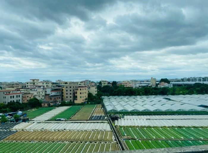 Những ruộng rau xanh mướt nằm ngay cạnh các toà chung cư ở Quảng Châu. Ảnh: Tư Hiền.