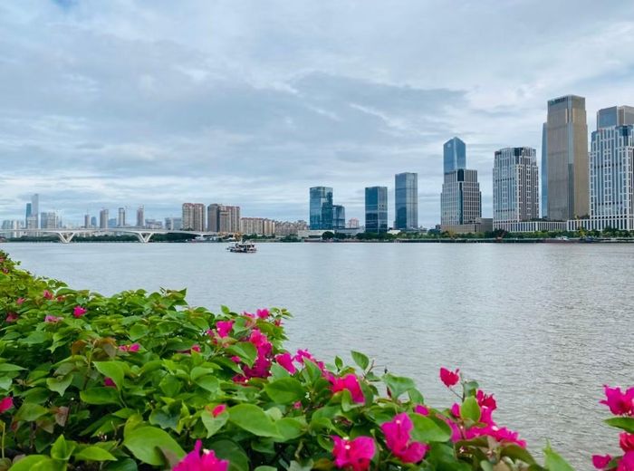 Dãy hoa giấy bên đường ven sông Châu Giang ở Quảng Châu. Ảnh: Tư Hiền.