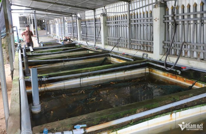 Khu vực nuôi lươn của gia đình Phong với 15 hồ